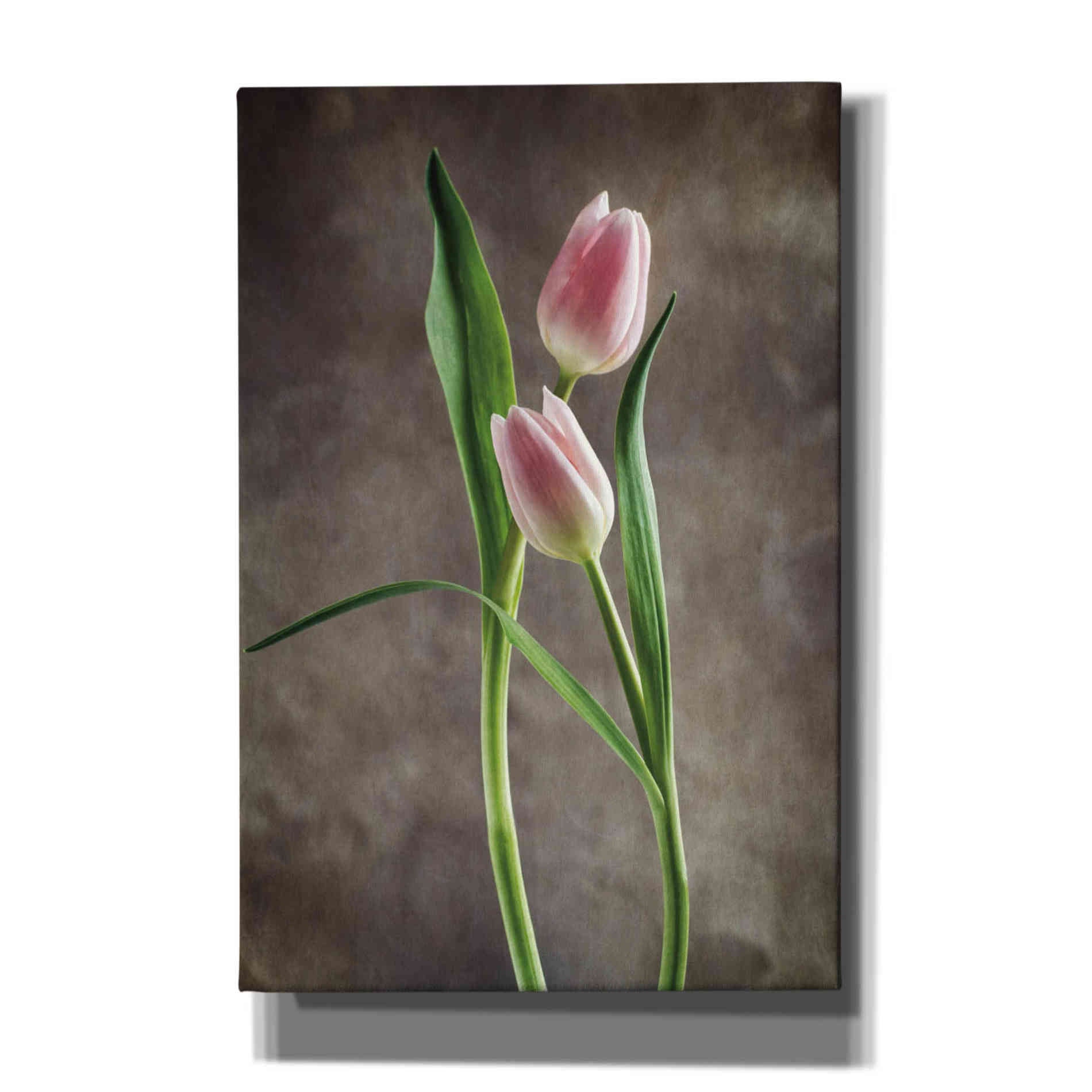 'Spring Tulips VI' by Debra Van Swearingen, Canvas Wall Art,12x18x1.1x0,18x26x1.1x0,26x40x1.74x0,40x60x1.74x0