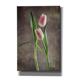 'Spring Tulips VI' by Debra Van Swearingen, Canvas Wall Art,12x18x1.1x0,18x26x1.1x0,26x40x1.74x0,40x60x1.74x0