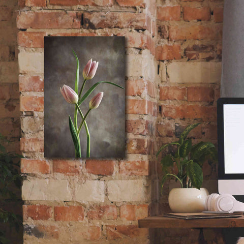 Image of 'Spring Tulips VII' by Debra Van Swearingen, Canvas Wall Art,12 x 18