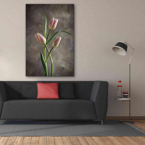 Image of 'Spring Tulips VII' by Debra Van Swearingen, Canvas Wall Art,40 x 60