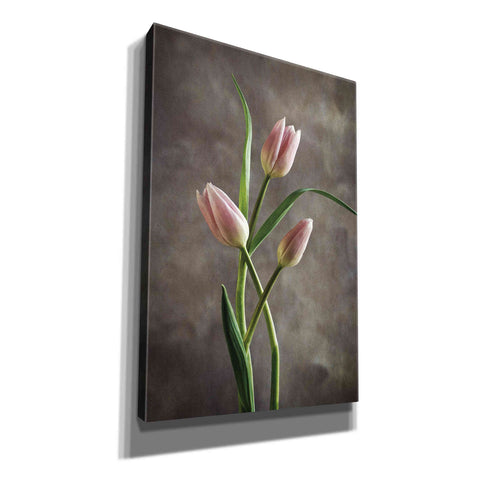 Image of 'Spring Tulips VII' by Debra Van Swearingen, Canvas Wall Art,12x18x1.1x0,18x26x1.1x0,26x40x1.74x0,40x60x1.74x0