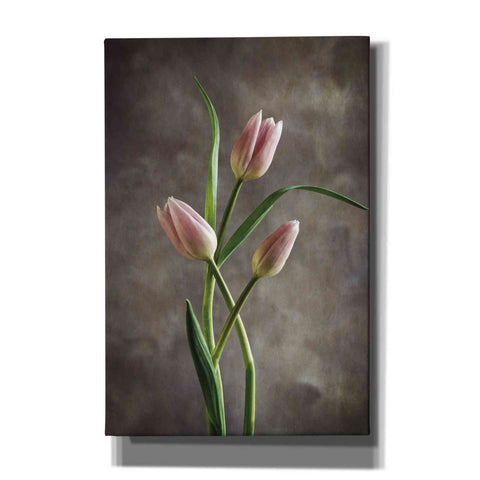 Image of 'Spring Tulips VII' by Debra Van Swearingen, Canvas Wall Art,12x18x1.1x0,18x26x1.1x0,26x40x1.74x0,40x60x1.74x0
