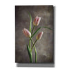 'Spring Tulips VII' by Debra Van Swearingen, Canvas Wall Art,12x18x1.1x0,18x26x1.1x0,26x40x1.74x0,40x60x1.74x0