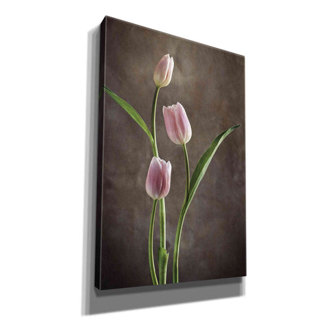 Image of 'Spring Tulips VIII' by Debra Van Swearingen, Canvas Wall Art,12x18x1.1x0,18x26x1.1x0,26x40x1.74x0,40x60x1.74x0
