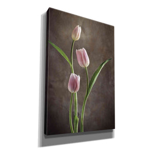 'Spring Tulips VIII' by Debra Van Swearingen, Canvas Wall Art,12x18x1.1x0,18x26x1.1x0,26x40x1.74x0,40x60x1.74x0
