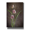 'Spring Tulips VIII' by Debra Van Swearingen, Canvas Wall Art,12x18x1.1x0,18x26x1.1x0,26x40x1.74x0,40x60x1.74x0