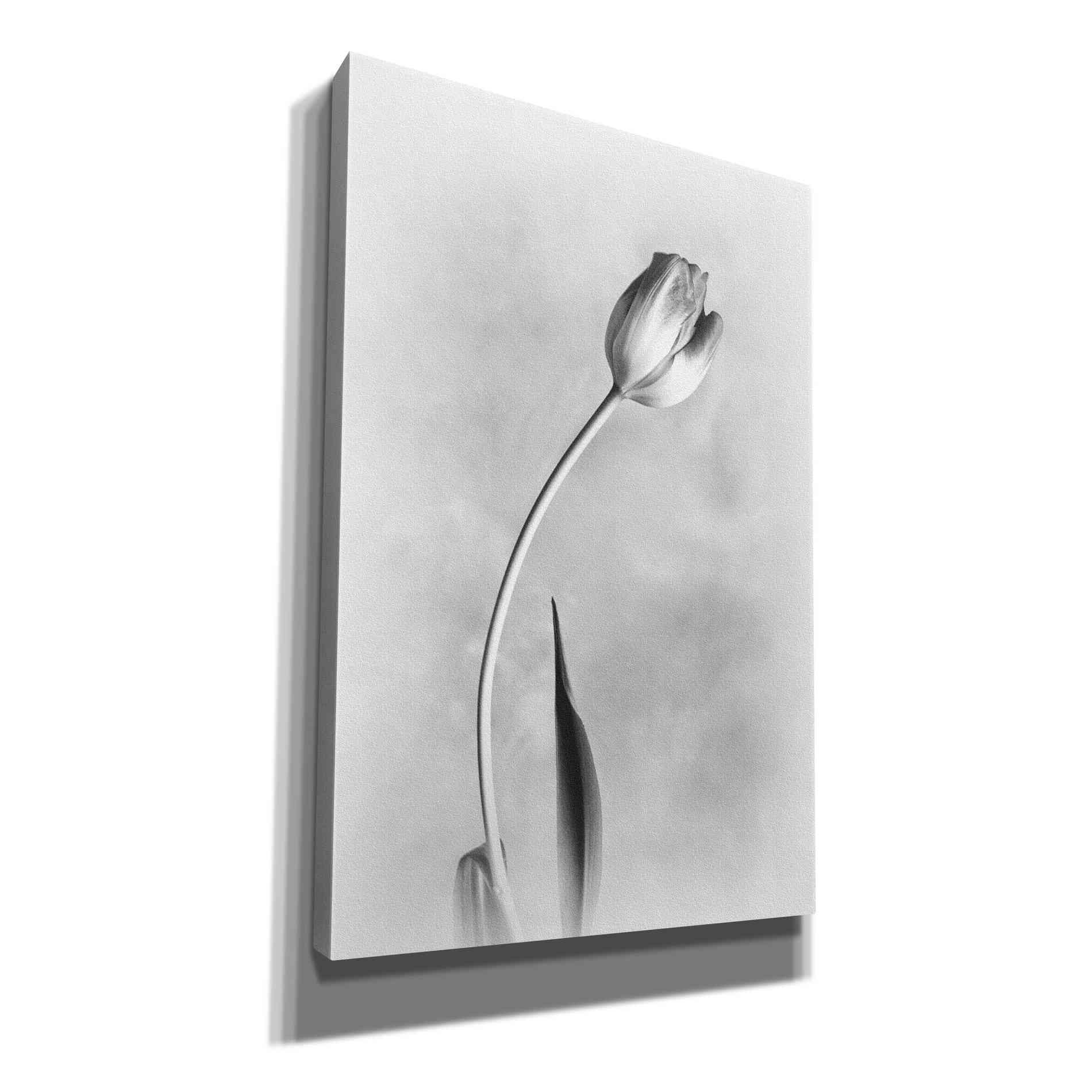'Soft Tulips I' by Debra Van Swearingen, Canvas Wall Art,12x18x1.1x0,18x26x1.1x0,26x40x1.74x0,40x60x1.74x0