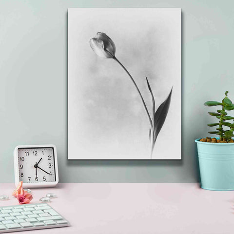 Image of 'Soft Tulips II' by Debra Van Swearingen, Canvas Wall Art,12 x 16