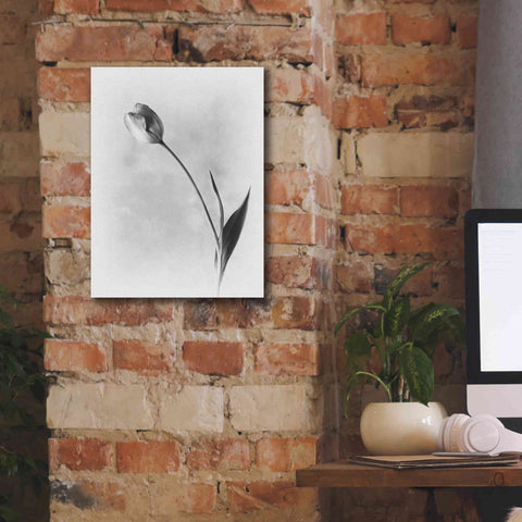 Image of 'Soft Tulips II' by Debra Van Swearingen, Canvas Wall Art,12 x 16