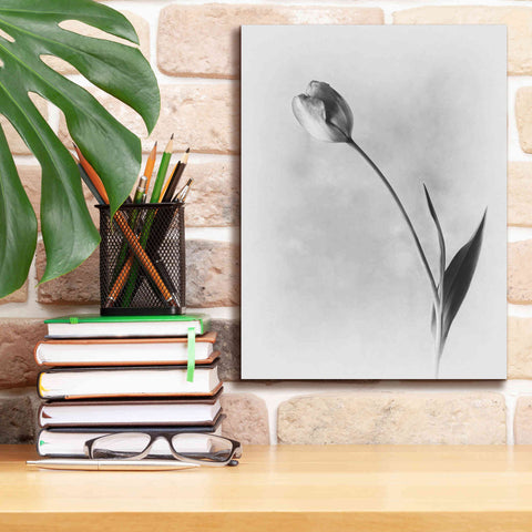 Image of 'Soft Tulips II' by Debra Van Swearingen, Canvas Wall Art,12 x 16