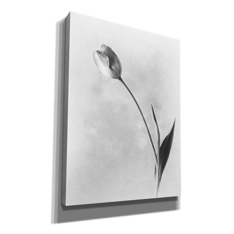 Image of 'Soft Tulips II' by Debra Van Swearingen, Canvas Wall Art,12x16x1.1x0,18x26x1.1x0,26x34x1.74x0,40x54x1.74x0