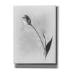 'Soft Tulips II' by Debra Van Swearingen, Canvas Wall Art,12x16x1.1x0,18x26x1.1x0,26x34x1.74x0,40x54x1.74x0