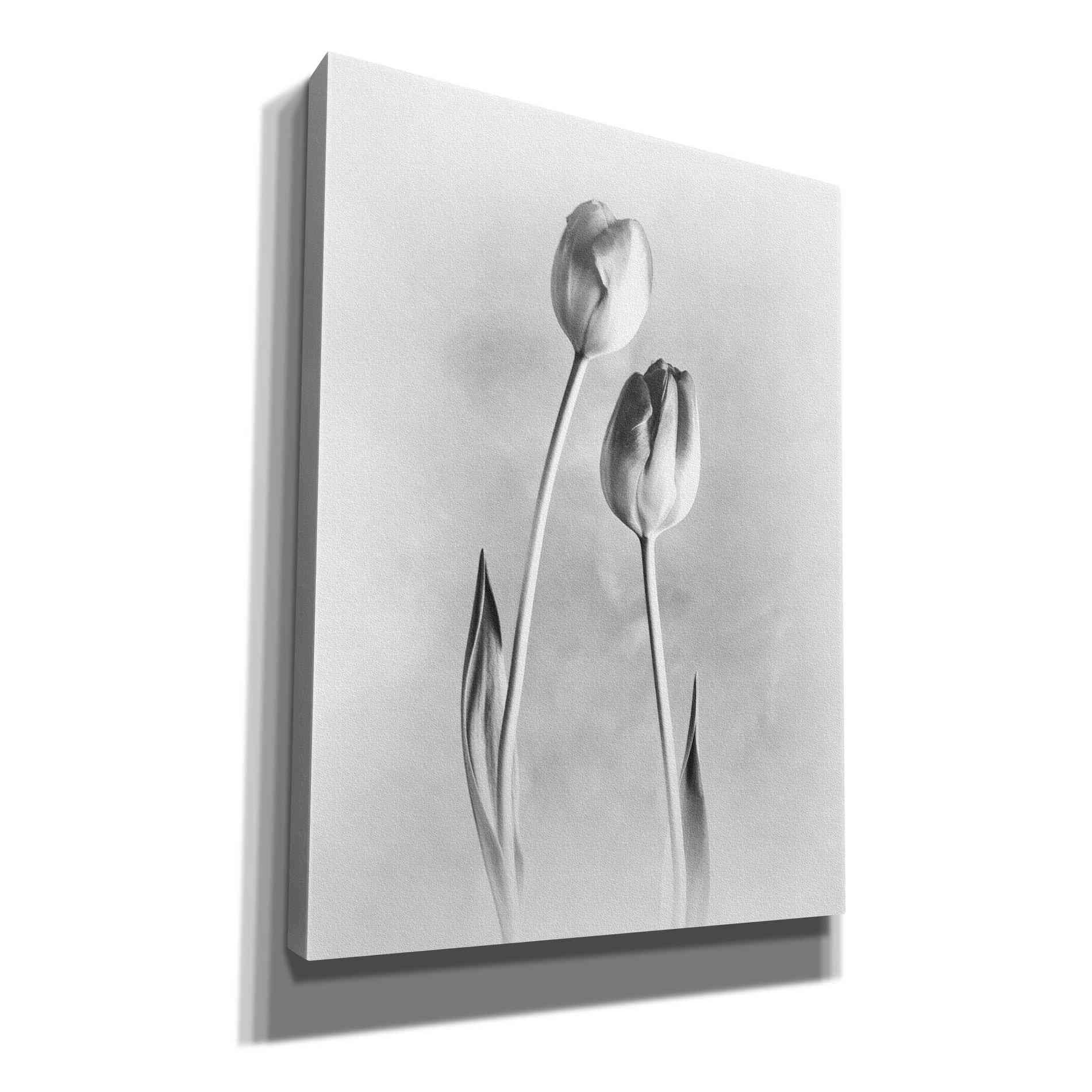 'Soft Tulips III' by Debra Van Swearingen, Canvas Wall Art,12x16x1.1x0,18x26x1.1x0,26x34x1.74x0,40x54x1.74x0