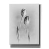 'Soft Tulips III' by Debra Van Swearingen, Canvas Wall Art,12x16x1.1x0,18x26x1.1x0,26x34x1.74x0,40x54x1.74x0