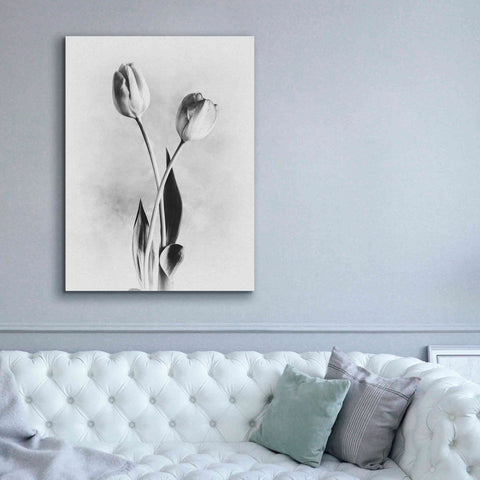 Image of 'Soft Tulips IV' by Debra Van Swearingen, Canvas Wall Art,40 x 54