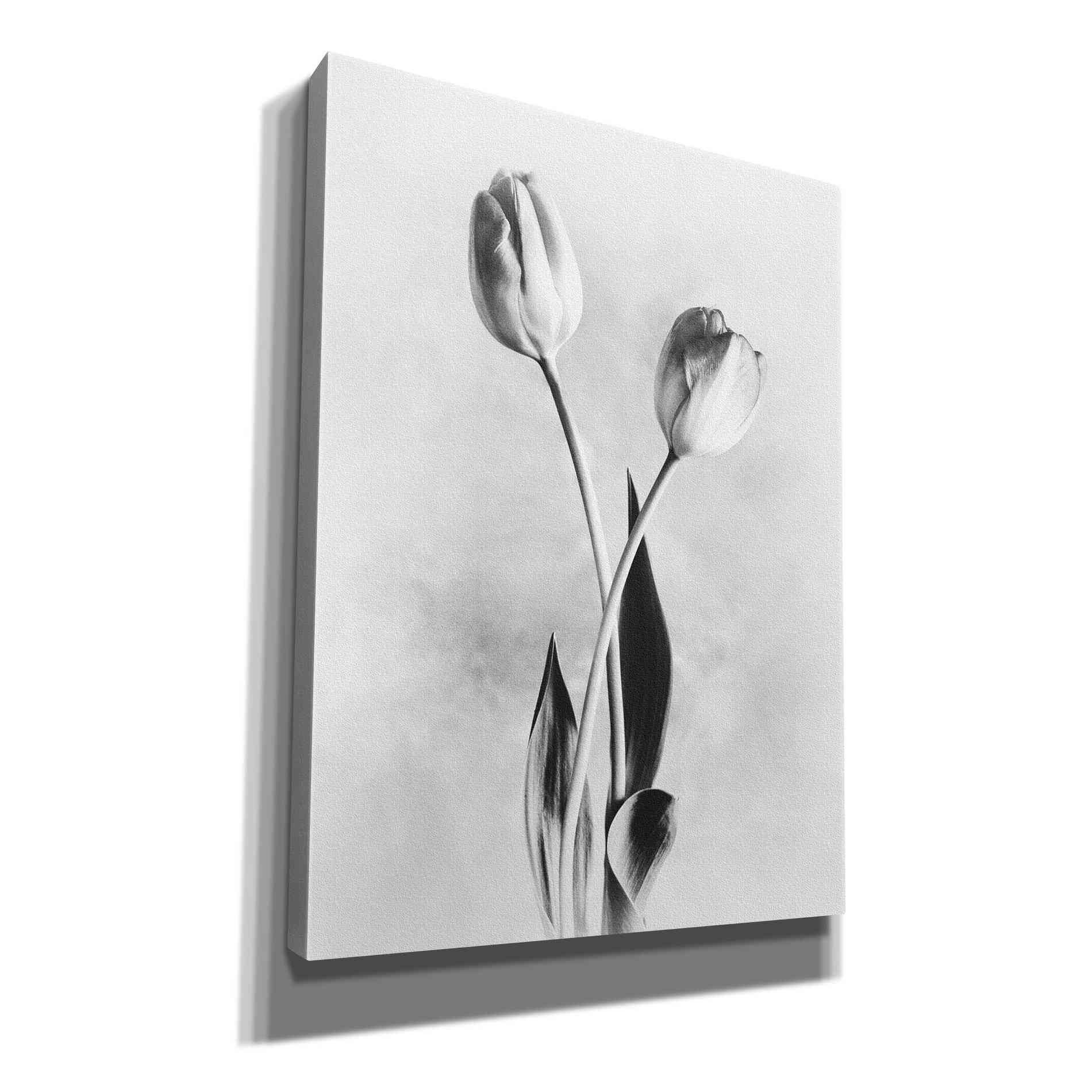 'Soft Tulips IV' by Debra Van Swearingen, Canvas Wall Art,12x16x1.1x0,18x26x1.1x0,26x34x1.74x0,40x54x1.74x0