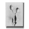 'Soft Tulips IV' by Debra Van Swearingen, Canvas Wall Art,12x16x1.1x0,18x26x1.1x0,26x34x1.74x0,40x54x1.74x0