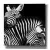 'Zebra VI' by Debra Van Swearingen, Canvas Wall Art,12x12x1.1x0,18x18x1.1x0,26x26x1.74x0,37x37x1.74x0