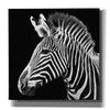 'Zebra VII' by Debra Van Swearingen, Canvas Wall Art,12x12x1.1x0,18x18x1.1x0,26x26x1.74x0,37x37x1.74x0