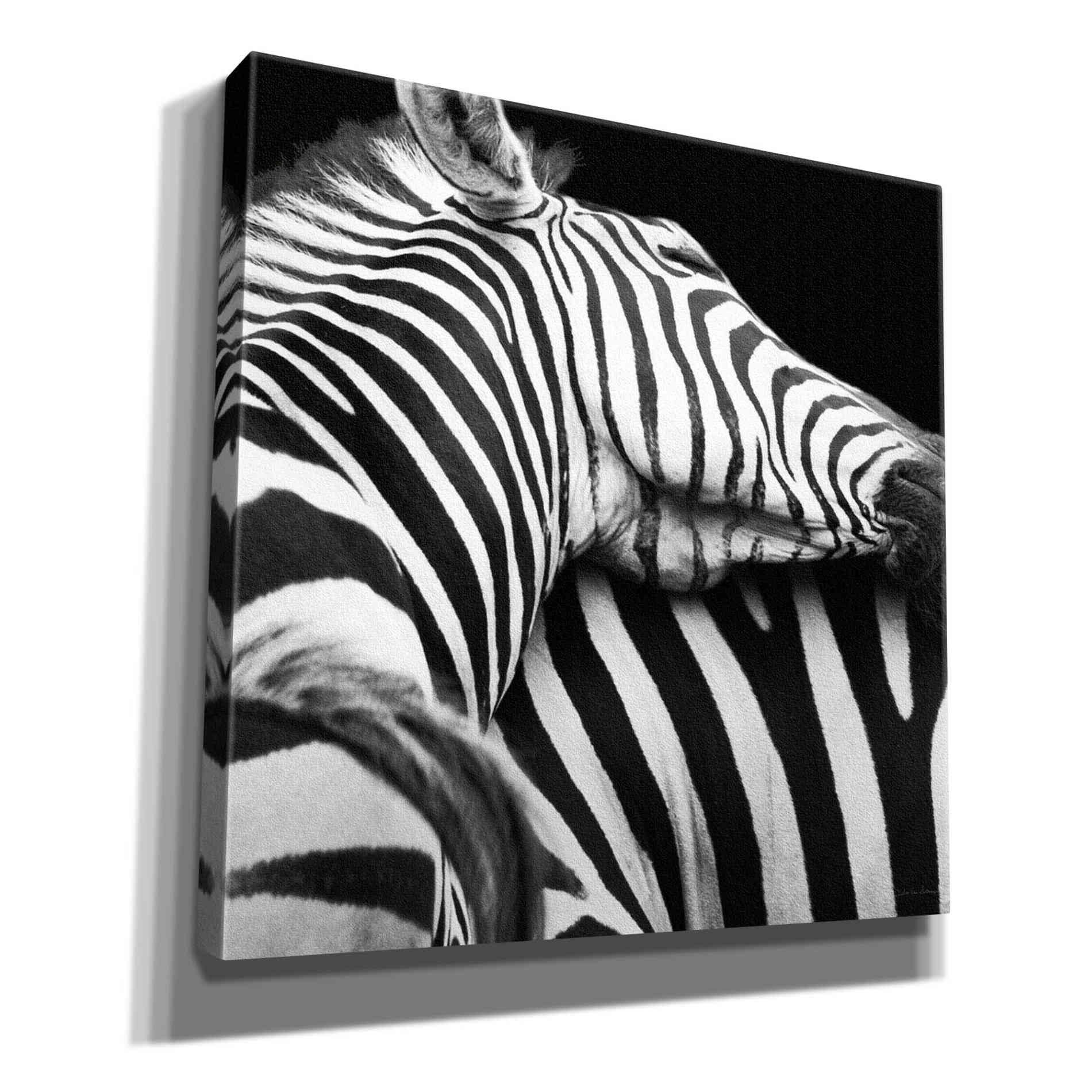 'Zebra VIII' by Debra Van Swearingen, Canvas Wall Art,12x12x1.1x0,18x18x1.1x0,26x26x1.74x0,37x37x1.74x0