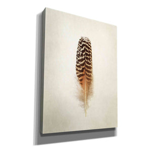 'Feather I' by Debra Van Swearingen, Canvas Wall Art,12x16x1.1x0,20x24x1.1x0,26x30x1.74x0,40x54x1.74x0