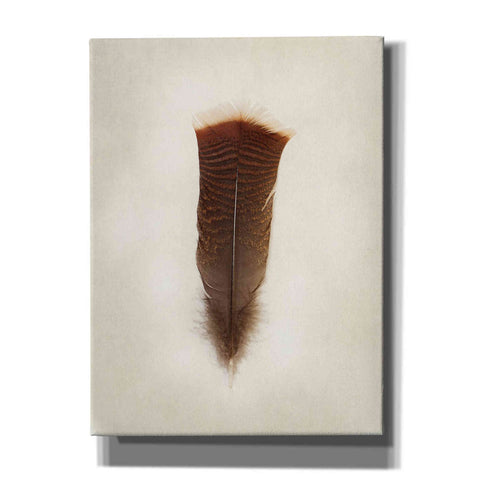 Image of 'Feather III' by Debra Van Swearingen, Canvas Wall Art,12x16x1.1x0,20x24x1.1x0,26x30x1.74x0,40x54x1.74x0