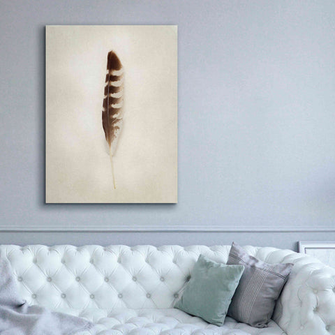 Image of 'Feather IV' by Debra Van Swearingen, Canvas Wall Art,40 x 54