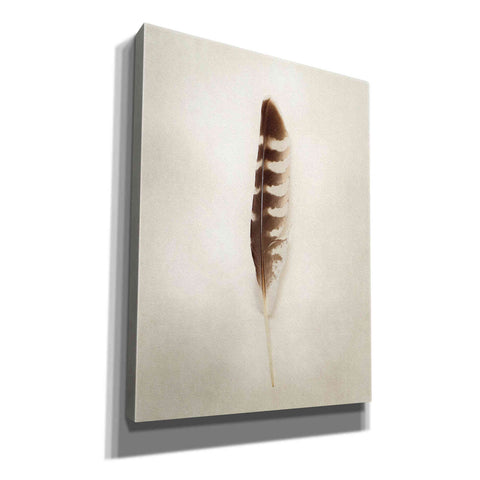 Image of 'Feather IV' by Debra Van Swearingen, Canvas Wall Art,12x16x1.1x0,20x24x1.1x0,26x30x1.74x0,40x54x1.74x0