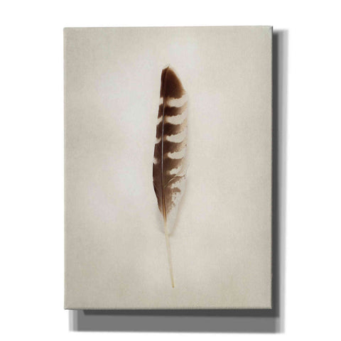 Image of 'Feather IV' by Debra Van Swearingen, Canvas Wall Art,12x16x1.1x0,20x24x1.1x0,26x30x1.74x0,40x54x1.74x0