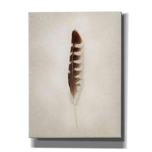 'Feather IV' by Debra Van Swearingen, Canvas Wall Art,12x16x1.1x0,20x24x1.1x0,26x30x1.74x0,40x54x1.74x0