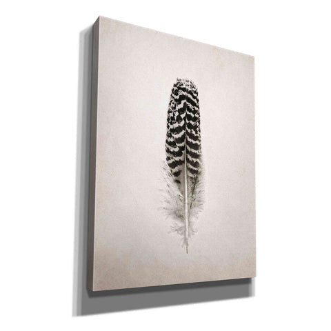 Image of 'Feather I B&W' by Debra Van Swearingen, Canvas Wall Art,12x16x1.1x0,20x24x1.1x0,26x30x1.74x0,40x54x1.74x0