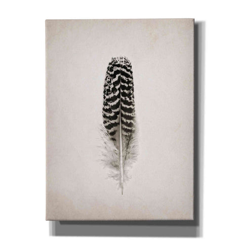 Image of 'Feather I B&W' by Debra Van Swearingen, Canvas Wall Art,12x16x1.1x0,20x24x1.1x0,26x30x1.74x0,40x54x1.74x0