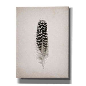 'Feather I B&W' by Debra Van Swearingen, Canvas Wall Art,12x16x1.1x0,20x24x1.1x0,26x30x1.74x0,40x54x1.74x0