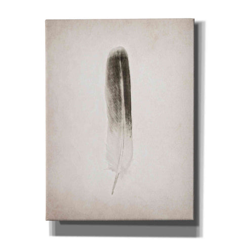 Image of 'Feather II B&W' by Debra Van Swearingen, Canvas Wall Art,12x16x1.1x0,20x24x1.1x0,26x30x1.74x0,40x54x1.74x0