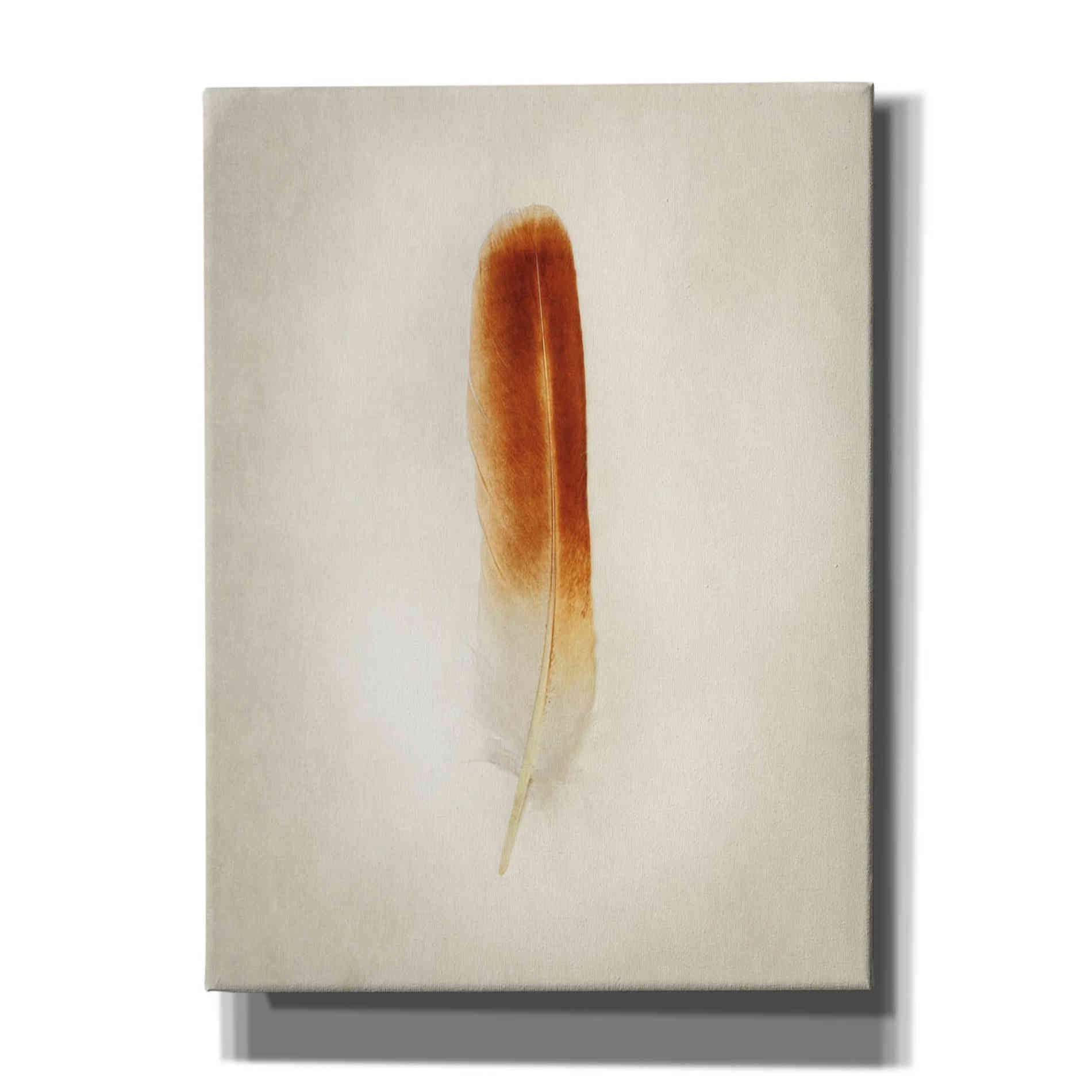 'Feather II' by Debra Van Swearingen, Canvas Wall Art,12x16x1.1x0,20x24x1.1x0,26x30x1.74x0,40x54x1.74x0