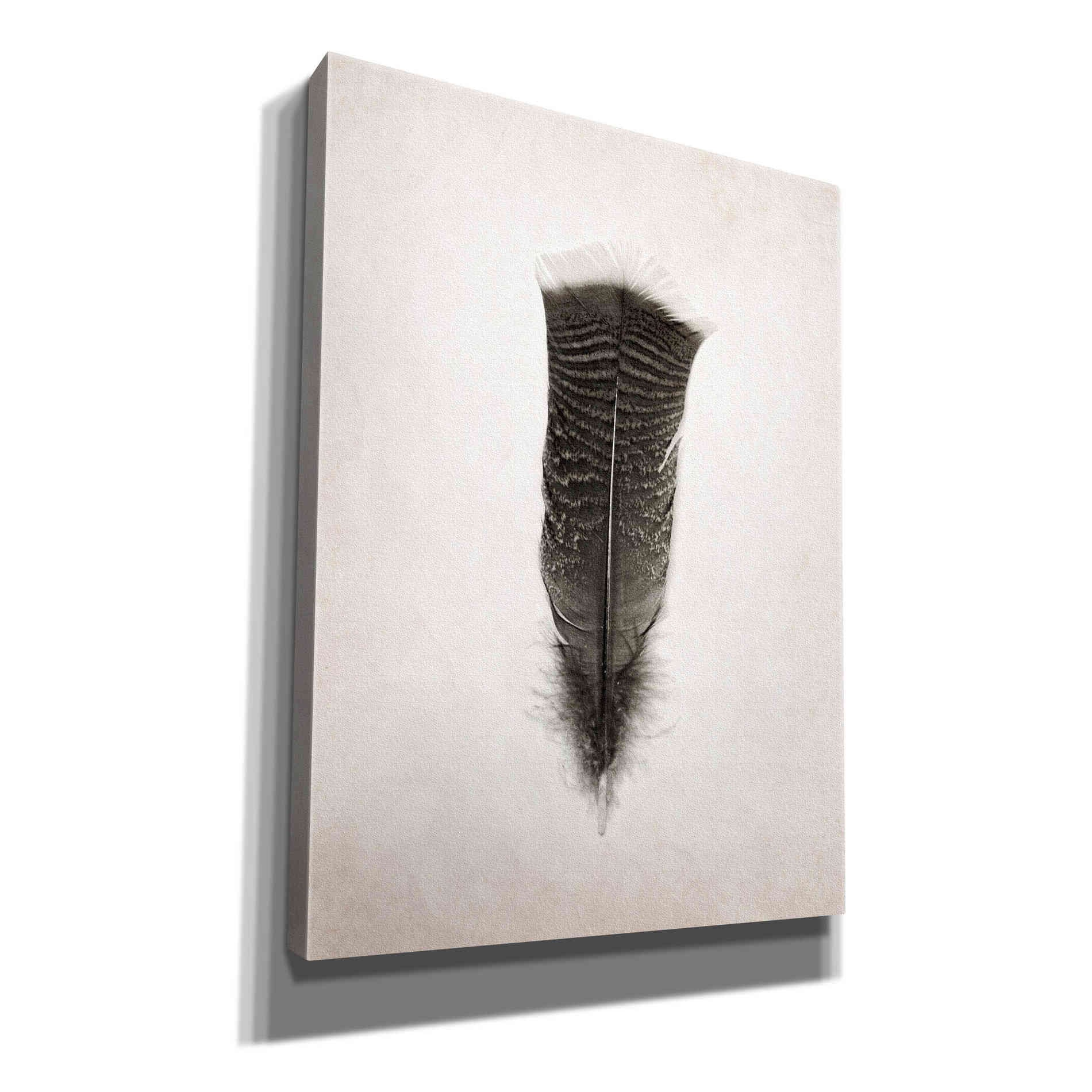 'Feather III B&W' by Debra Van Swearingen, Canvas Wall Art,12x16x1.1x0,20x24x1.1x0,26x30x1.74x0,40x54x1.74x0