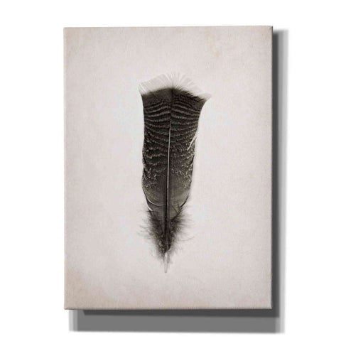 Image of 'Feather III B&W' by Debra Van Swearingen, Canvas Wall Art,12x16x1.1x0,20x24x1.1x0,26x30x1.74x0,40x54x1.74x0