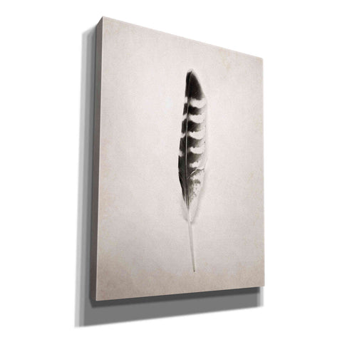 Image of 'Feather IV B&W' by Debra Van Swearingen, Canvas Wall Art,12x16x1.1x0,20x24x1.1x0,26x30x1.74x0,40x54x1.74x0