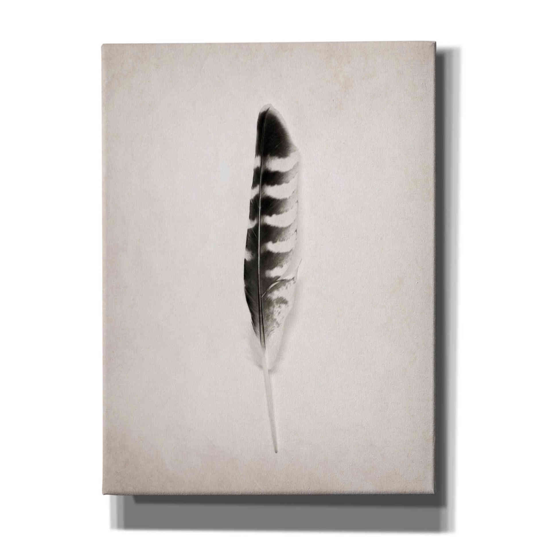 'Feather IV B&W' by Debra Van Swearingen, Canvas Wall Art,12x16x1.1x0,20x24x1.1x0,26x30x1.74x0,40x54x1.74x0