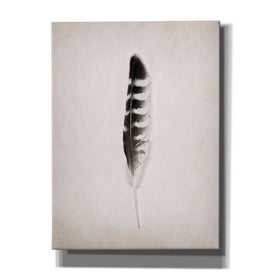 'Feather IV B&W' by Debra Van Swearingen, Canvas Wall Art,12x16x1.1x0,20x24x1.1x0,26x30x1.74x0,40x54x1.74x0