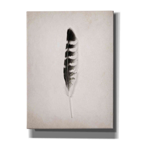 Image of 'Feather IV B&W' by Debra Van Swearingen, Canvas Wall Art,12x16x1.1x0,20x24x1.1x0,26x30x1.74x0,40x54x1.74x0