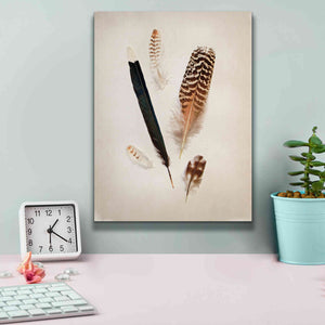 'Feather Group II' by Debra Van Swearingen, Canvas Wall Art,12 x 16