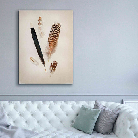 Image of 'Feather Group II' by Debra Van Swearingen, Canvas Wall Art,40 x 54