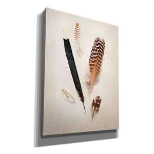 'Feather Group II' by Debra Van Swearingen, Canvas Wall Art,12x16x1.1x0,20x24x1.1x0,26x30x1.74x0,40x54x1.74x0