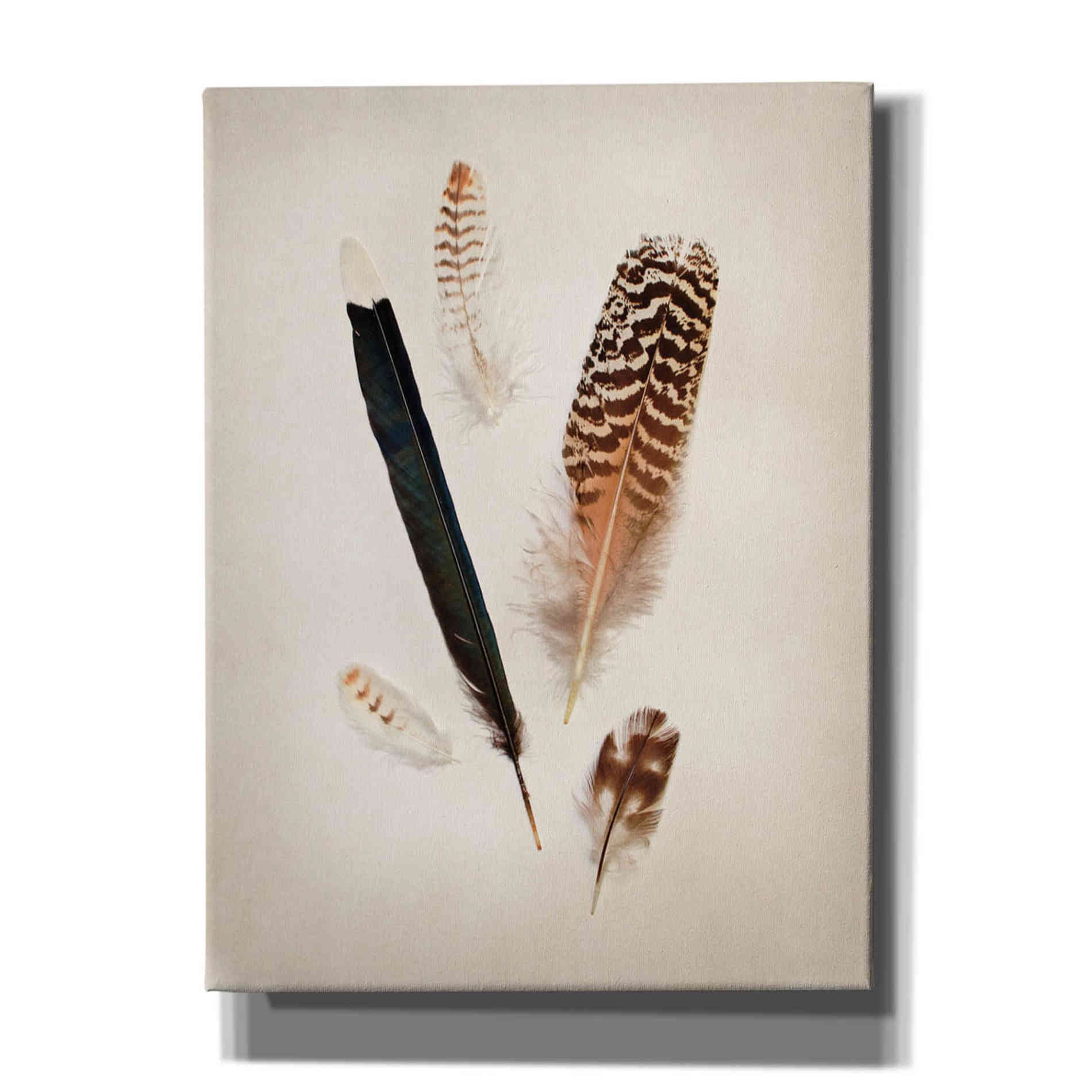 'Feather Group II' by Debra Van Swearingen, Canvas Wall Art,12x16x1.1x0,20x24x1.1x0,26x30x1.74x0,40x54x1.74x0
