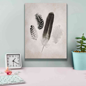 'Feather Group I B&W' by Debra Van Swearingen, Canvas Wall Art,12 x 16