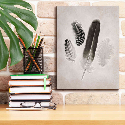 Image of 'Feather Group I B&W' by Debra Van Swearingen, Canvas Wall Art,12 x 16