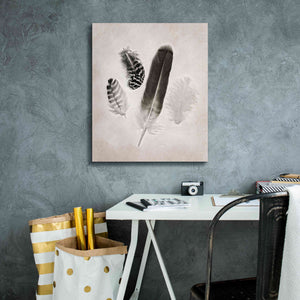 'Feather Group I B&W' by Debra Van Swearingen, Canvas Wall Art,20 x 24