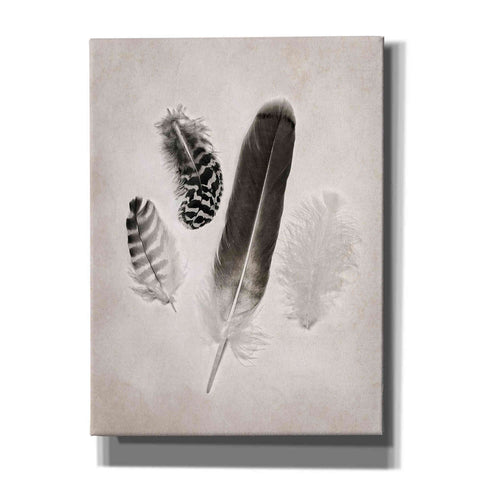 Image of 'Feather Group I B&W' by Debra Van Swearingen, Canvas Wall Art,12x16x1.1x0,20x24x1.1x0,26x30x1.74x0,40x54x1.74x0