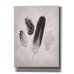 'Feather Group I B&W' by Debra Van Swearingen, Canvas Wall Art,12x16x1.1x0,20x24x1.1x0,26x30x1.74x0,40x54x1.74x0